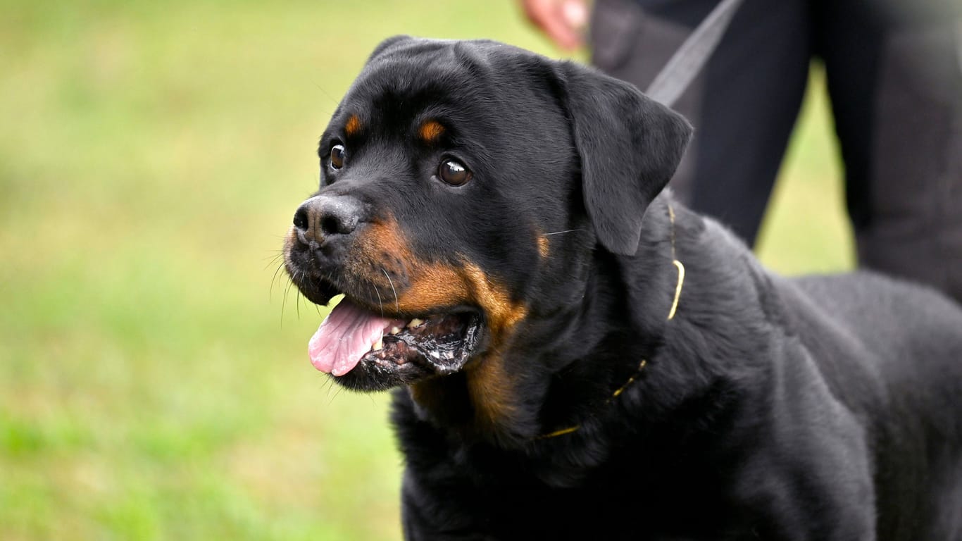 Ein Rottweiler (Symbolbild): Der Hund hatte sich losgerissen.