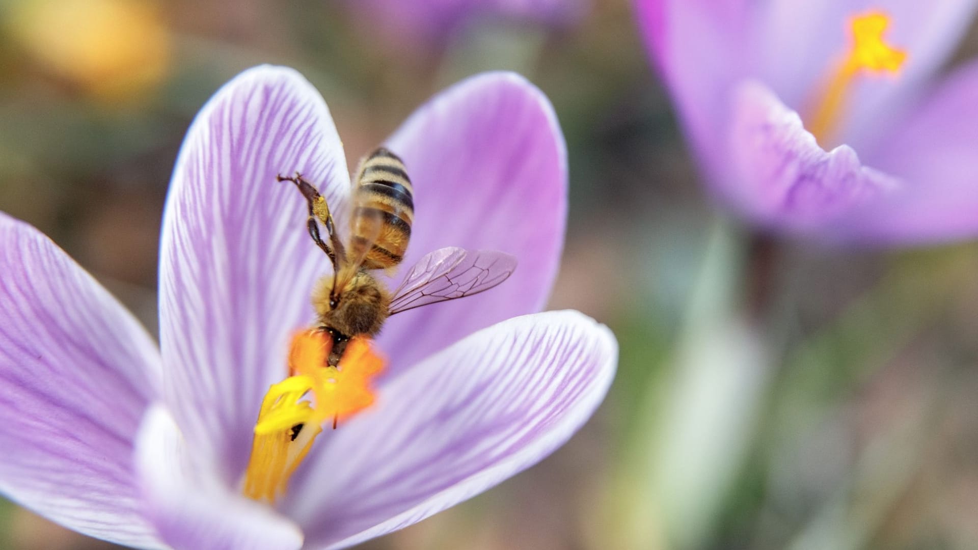 Frühling Frühling