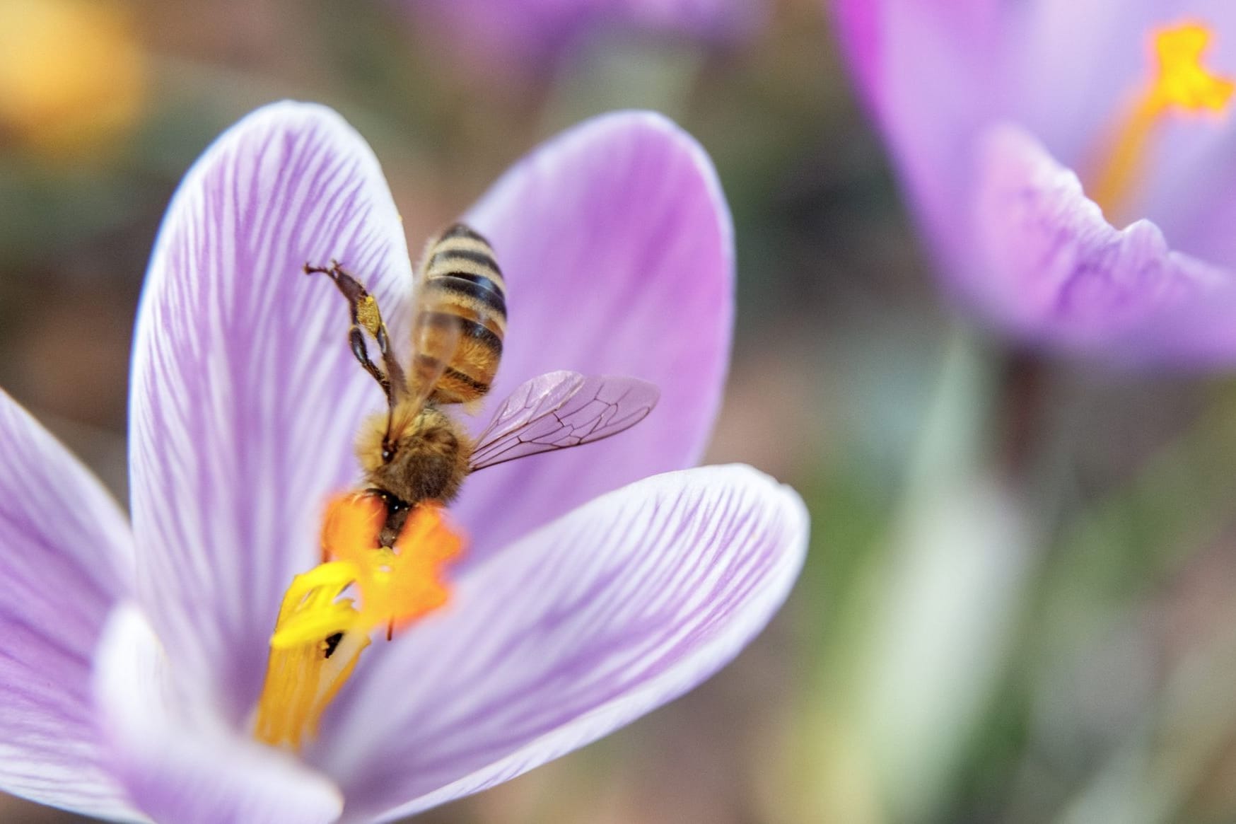 Frühling