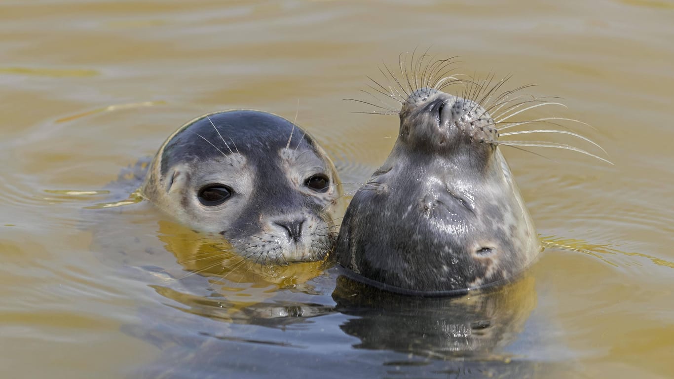 Nordsee: Zwei junge Seehunde spielen im Wasser.