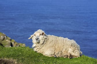 Ein Schaf an der schottischen Küste (Symbolbild): Ein ähnliches Tier wurde nach zwei Jahren von einem Strand gerettet.