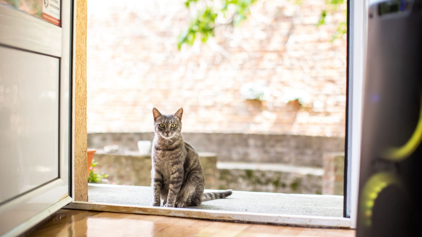 Katze sitzt vor einer Haustür: Bevor Sie Ihre Katze rauslassen, sollten Sie ein paar Dinge überdenken.