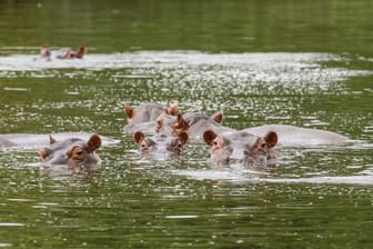 Eine Herde Nilpferde in einem kolumbianischen Fluss (Archivbild): Die Tiere haben in Kolumbien keine natürlichen Feinde.