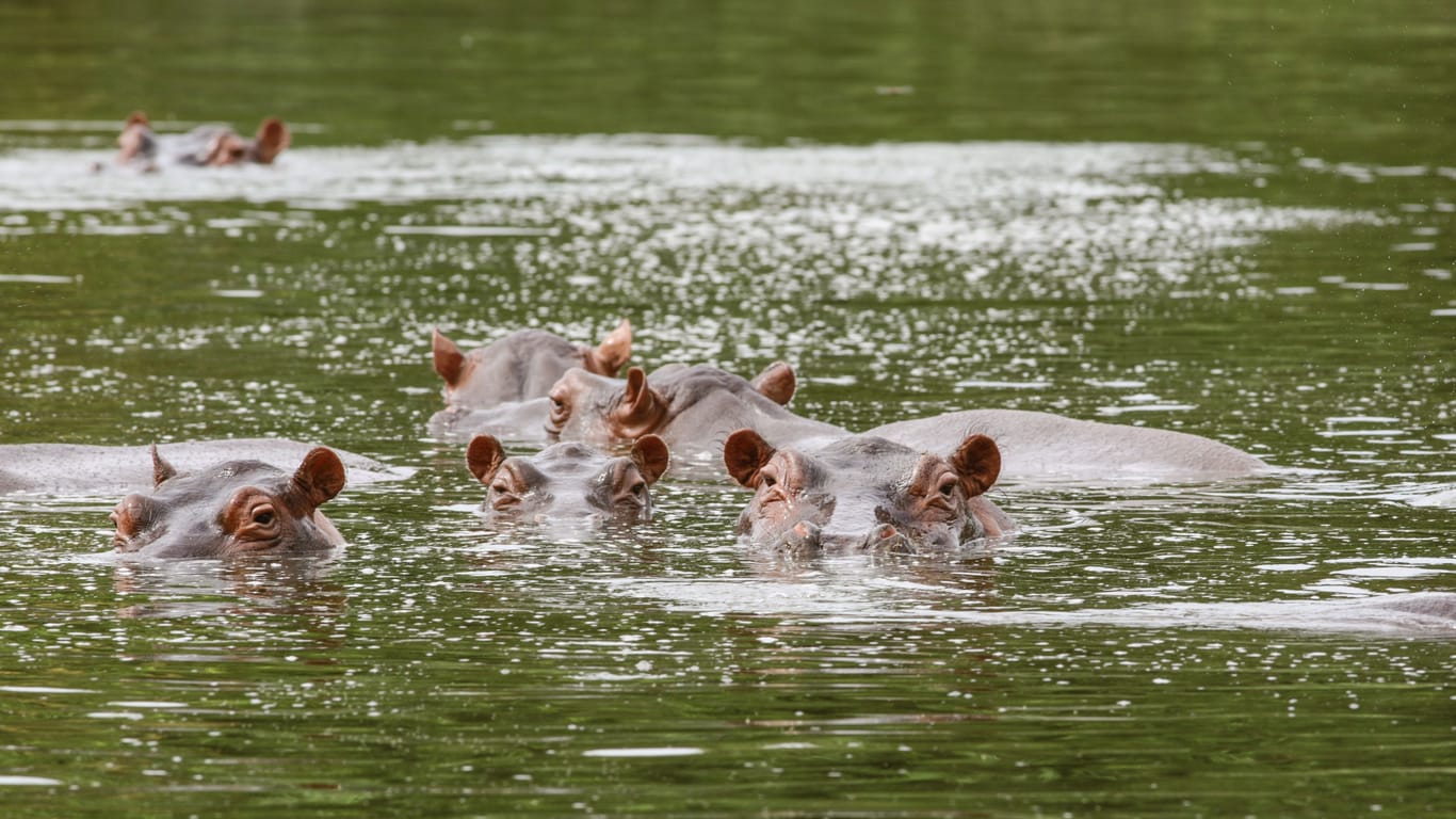 Eine Herde Nilpferde in einem kolumbianischen Fluss (Archivbild): Die Tiere haben in Kolumbien keine natürlichen Feinde.