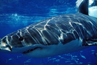 Hai in einer Nahaufnahme (Symbolbild): In Südaustralien hat ein Hai einer Frau in den Kopf gebissen.