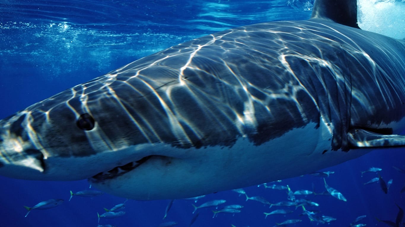 Hai in einer Nahaufnahme (Symbolbild): In Südaustralien hat ein Hai einer Frau in den Kopf gebissen.