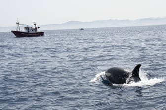 In der Straße von Gibraltar schwimmt ein Orca schwimmt auf ein Fischerboot zu (Symbolbild): In den letzten Jahren kommt es zwischen Spanien und Marokko häufiger zu Walattacken auf Schiffe.