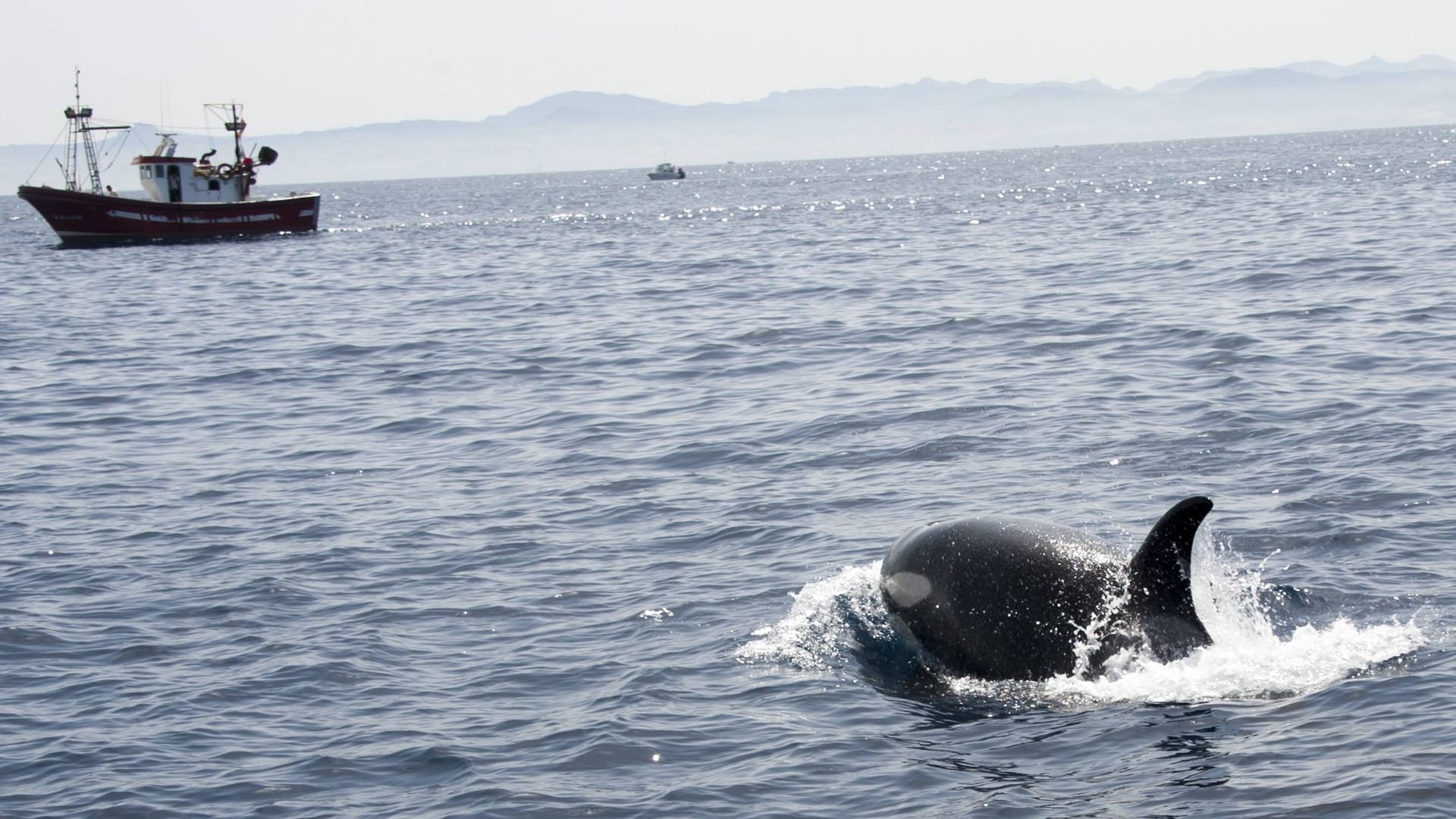 In der Straße von Gibraltar schwimmt ein Orca schwimmt auf ein Fischerboot zu (Symbolbild): In den letzten Jahren kommt es zwischen Spanien und Marokko häufiger zu Walattacken auf Schiffe.