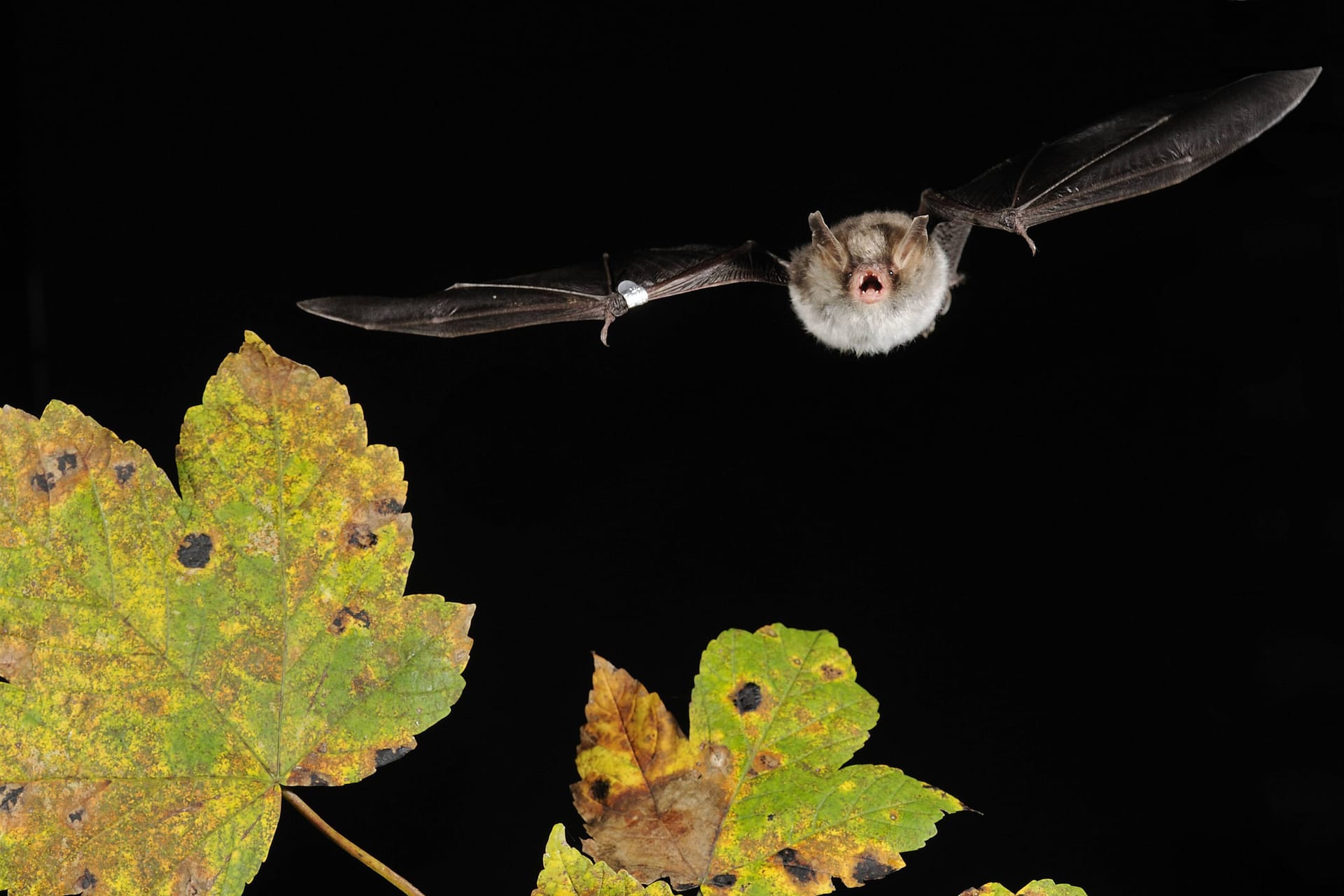 Fransen-Fledermaus im Anflug: In Hessen suchen die Tiere nach einem Winterquartier