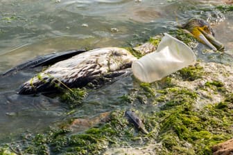 Toter Meeresvogel (Archivbild): Das Plastik in den Weltmeeren hat eine eigene Krankheit bei den Tieren hervorgerufen.