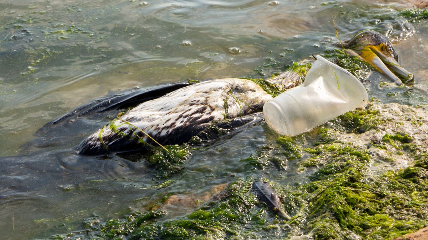 Toter Meeresvogel (Archivbild): Das Plastik in den Weltmeeren hat eine eigene Krankheit bei den Tieren hervorgerufen.