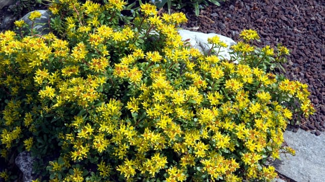 Niedrige winterharte Stauden Diese Sorten beleben den Garten ganzjährig