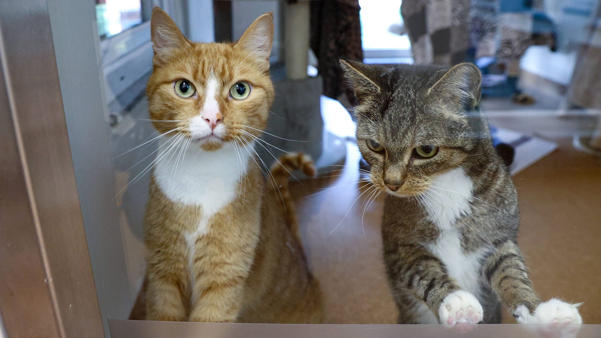 Katzen im Tierheim in Langenhagen (Archivbild): Einige Katzen wohnen schon seit vielen Jahren im Tierheim.