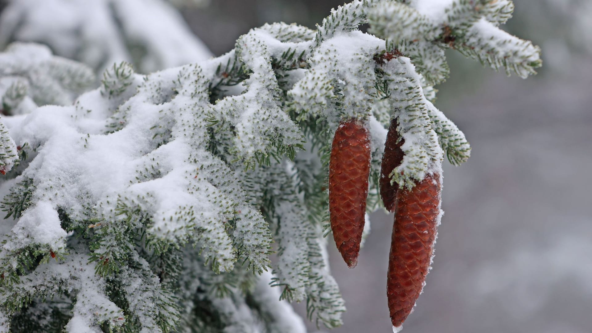 Wintereinbruch Wintereinbruch