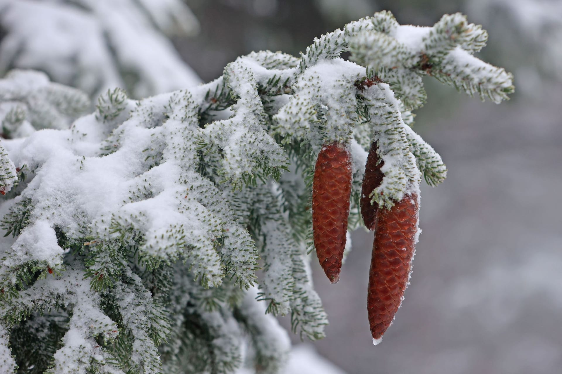 Wintereinbruch
