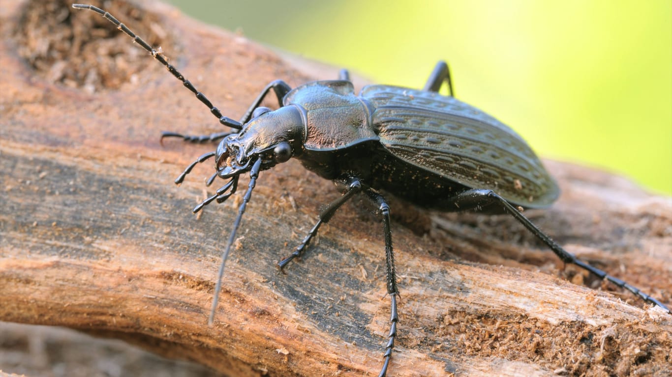 Der Gemeine Feldlaufkäfer: Typischerweise ist diese Käferart zwischen 15 und 26 Millimeter groß.