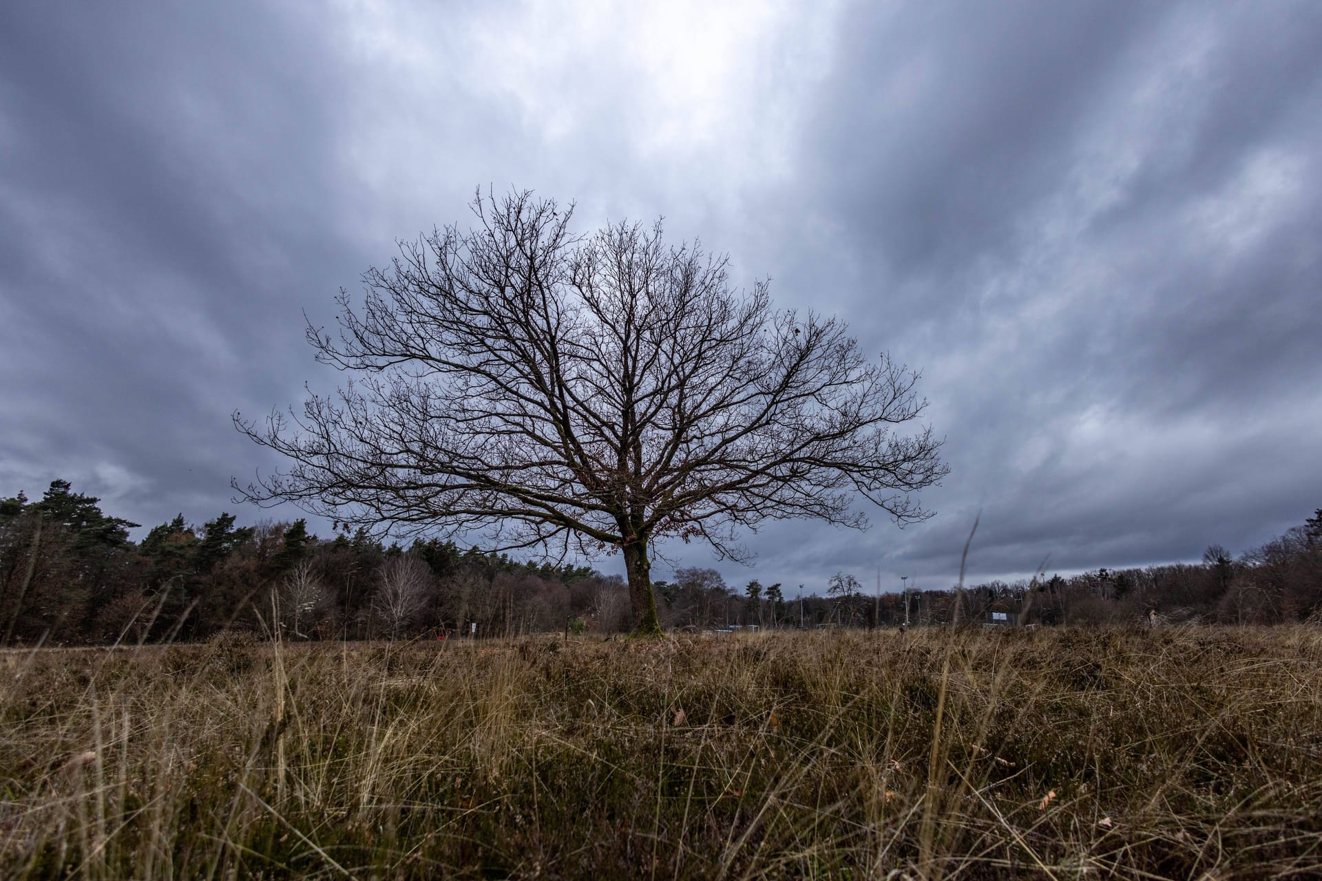 Ein Baum trotzt dem trüben Wetter (Symbolfoto): Im Osten steht eine stürmische Woche an.