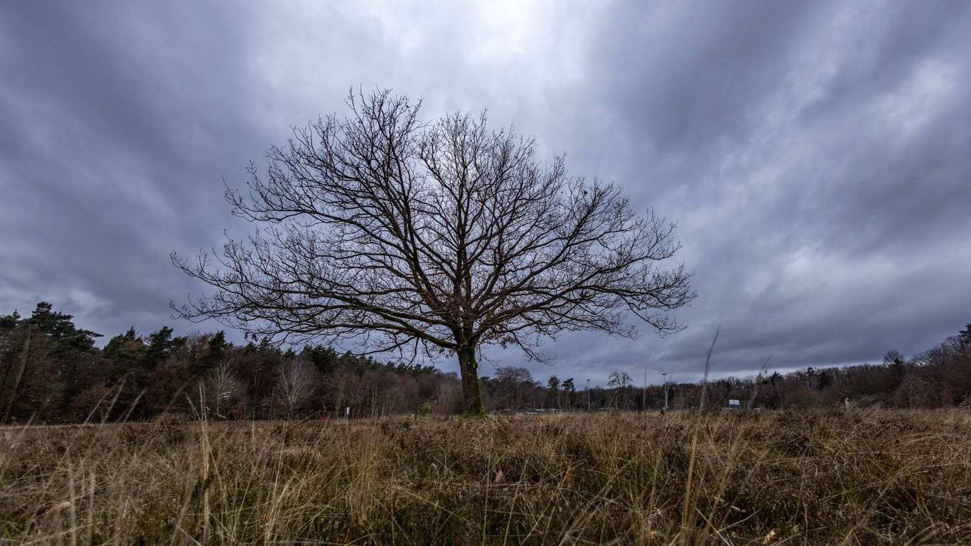 Ein Baum trotzt dem trüben Wetter (Symbolfoto): Im Osten steht eine stürmische Woche an.