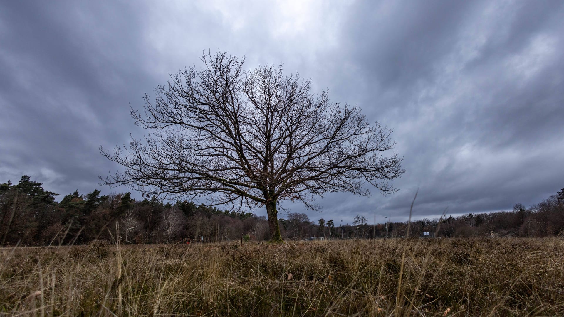 Ein Baum trotzt dem trüben Wetter (Symbolfoto): Im Osten steht eine stürmische Woche an.