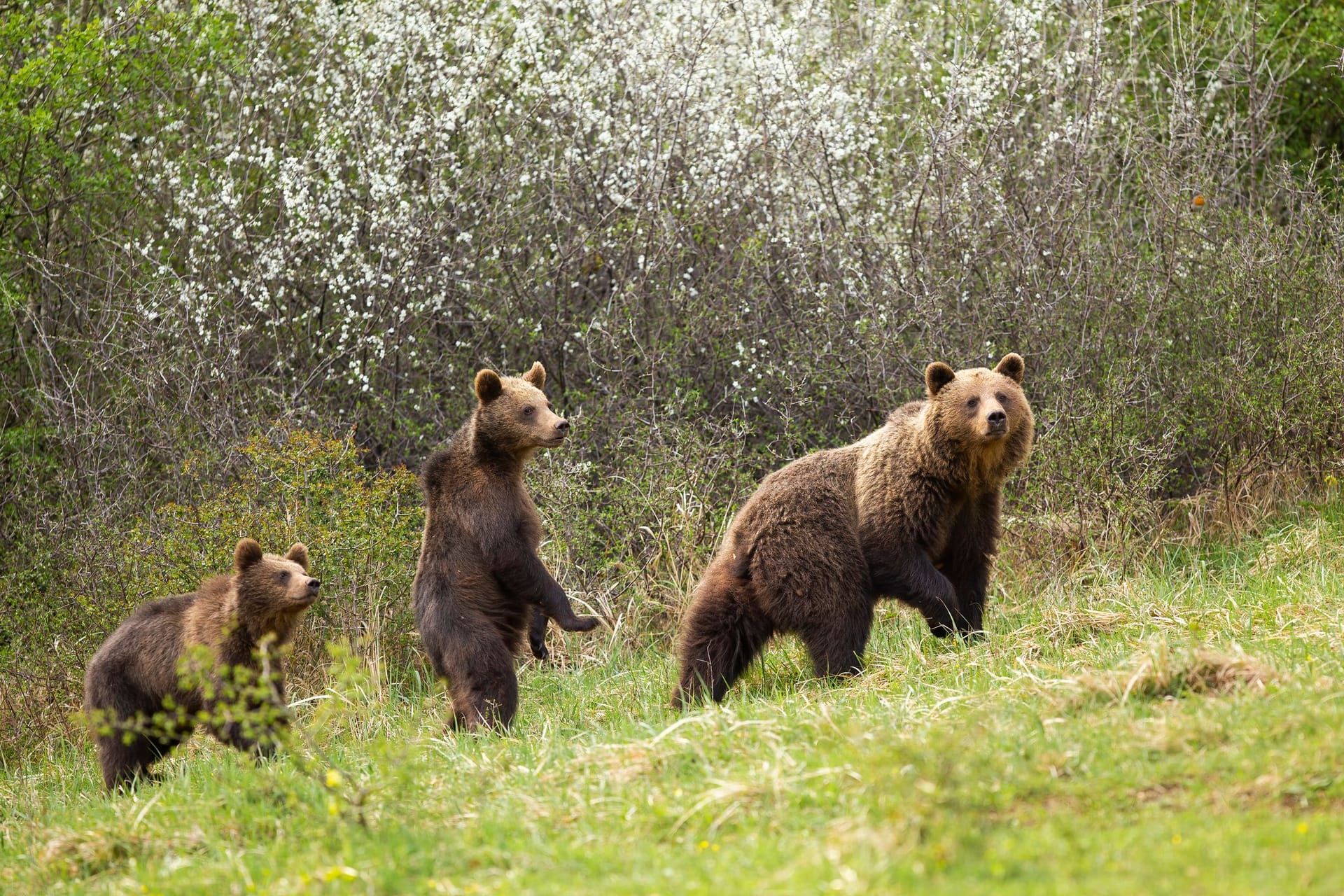 Braunbär: Die Tiere können gefährlich werden.