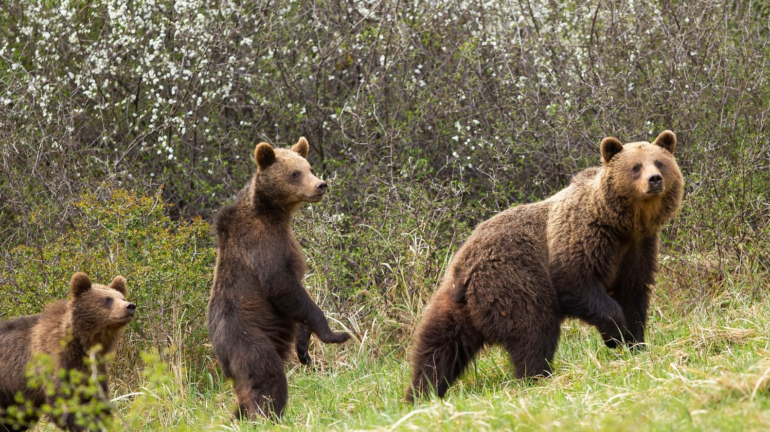 Braunbär: Die Tiere können gefährlich werden.