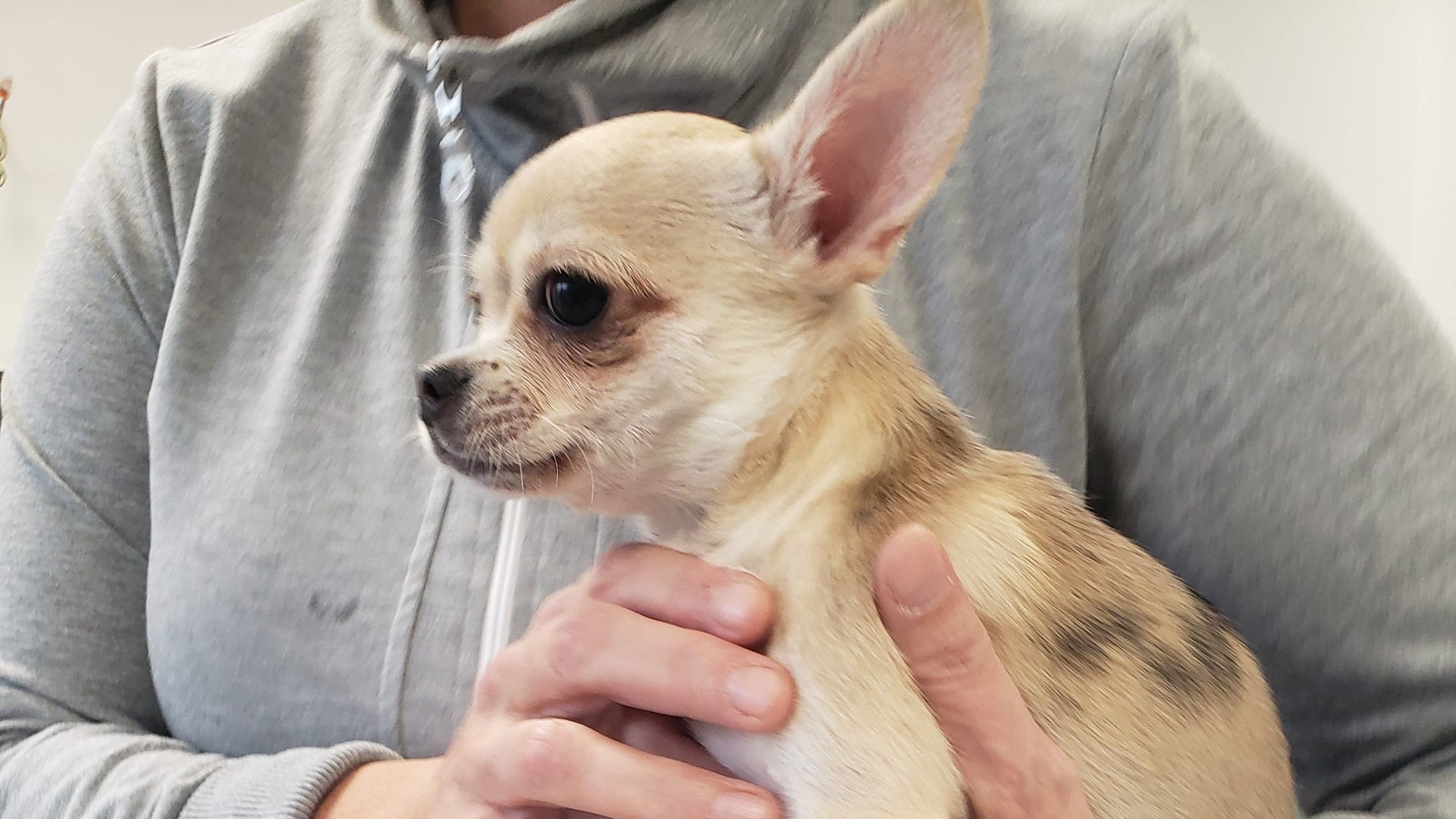 Nach seiner Rettung kam der kleine Chihuahua erstmal in eine Übergangspflege.