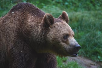 Ein Braunbär (Archivbild): In Polen soll ein Tier einen Aktivisten schwer verletzt haben.