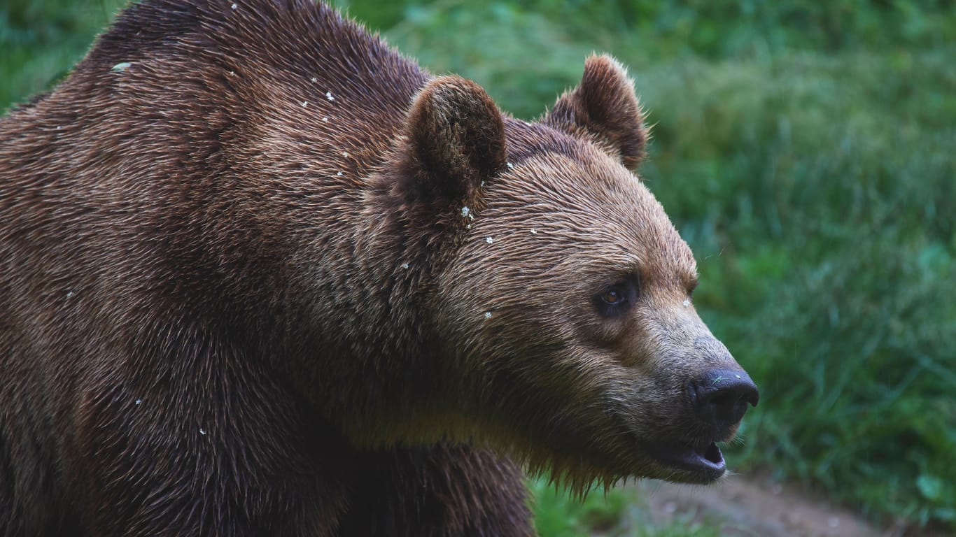 Ein Braunbär (Archivbild): In Polen soll ein Tier einen Aktivisten schwer verletzt haben.
