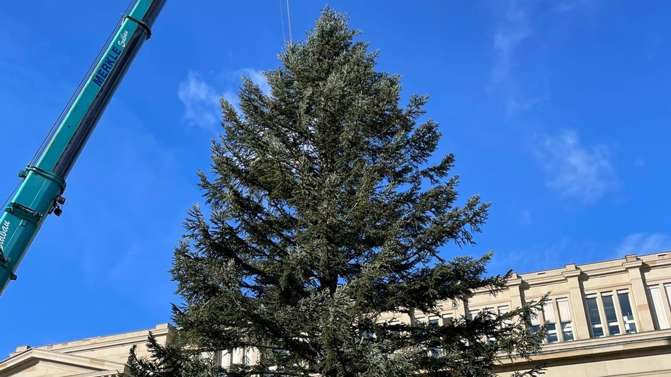 In Stuttgart gibt es gleich vier Bäume, die rund um den Weihnachtsmarkt aufgestellt werden. Insgesamt kosten sie die Stadt 20.000 Euro.