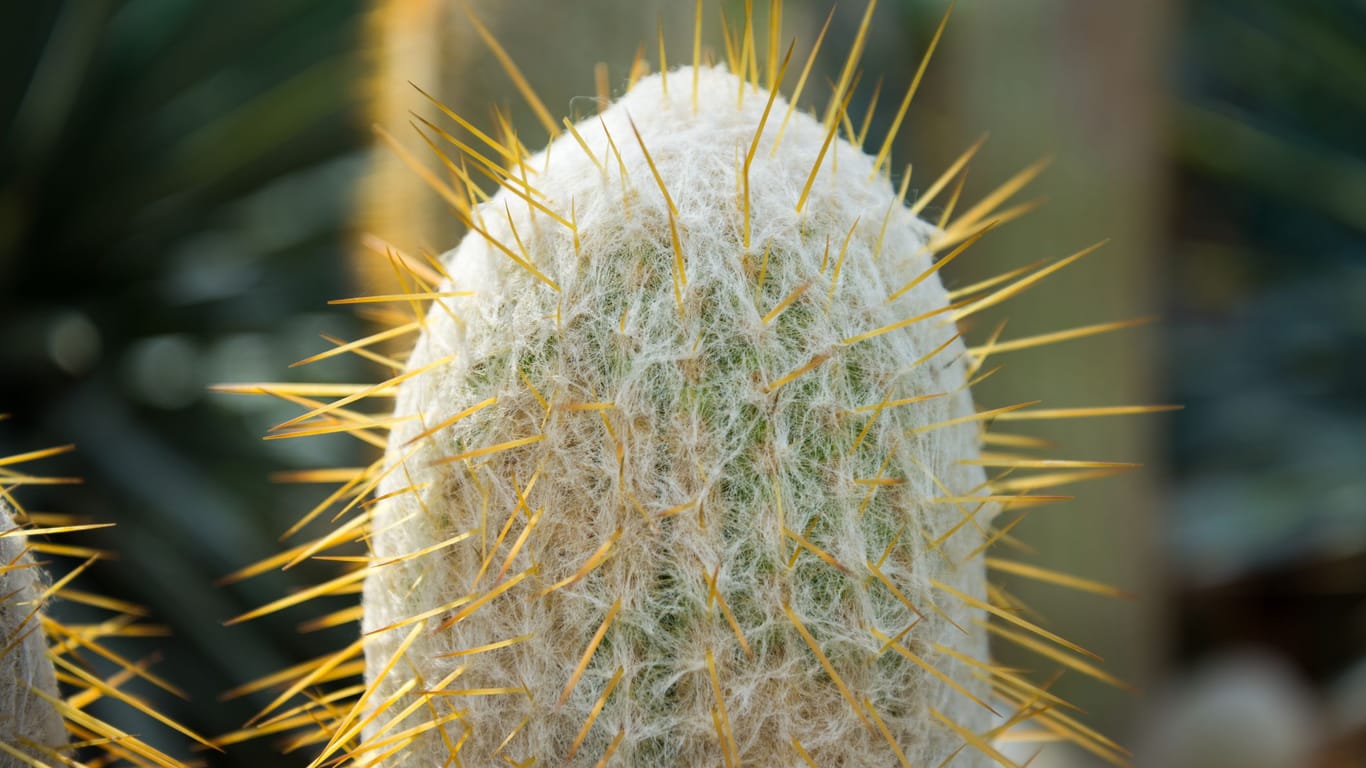 Kaktus: Kleine Ausbuchtungen am Penis sollten gegen die Spermien der Konkurrenz helfen.