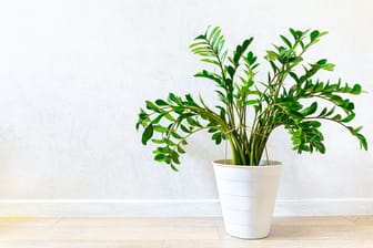 Die Zamioculcas, auch Glücksfeder genannt, ist absolut pflegeleicht und damit die optimale Zimmerpflanze für Leute ohne grünen Daumen.
