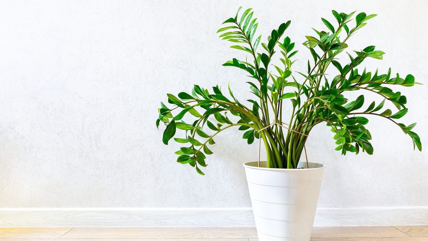 Die Zamioculcas, auch Glücksfeder genannt, ist absolut pflegeleicht und damit die optimale Zimmerpflanze für Leute ohne grünen Daumen.