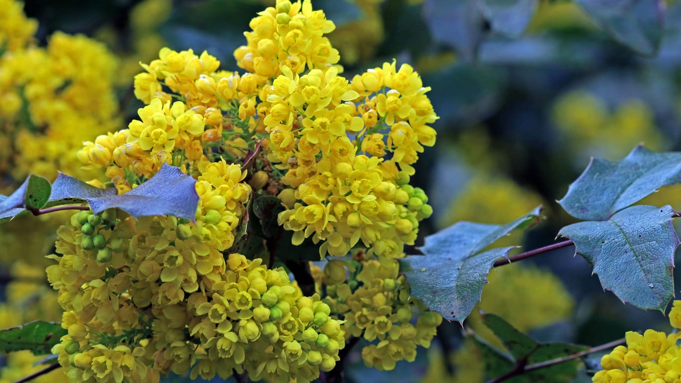 Im Frühjahr erfreut die Mahonie durch ihre schönen gelben Blüten. Ihre dekorativen Blätter bleiben das ganze Jahr am Strauch.