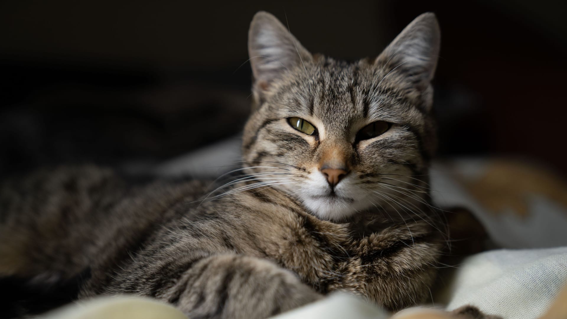 Eine freundliche Katze: Die Augen sind halboffen, das Gesicht wirkt entspannt.