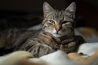 Eine freundliche Katze: Die Augen sind halboffen, das Gesicht wirkt entspannt.