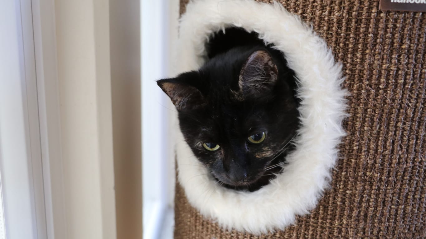 Malea wurde 2014 geboren. Für sie wird ein erfahrener Katzenfreund mit Geduld und Zeit gesucht.