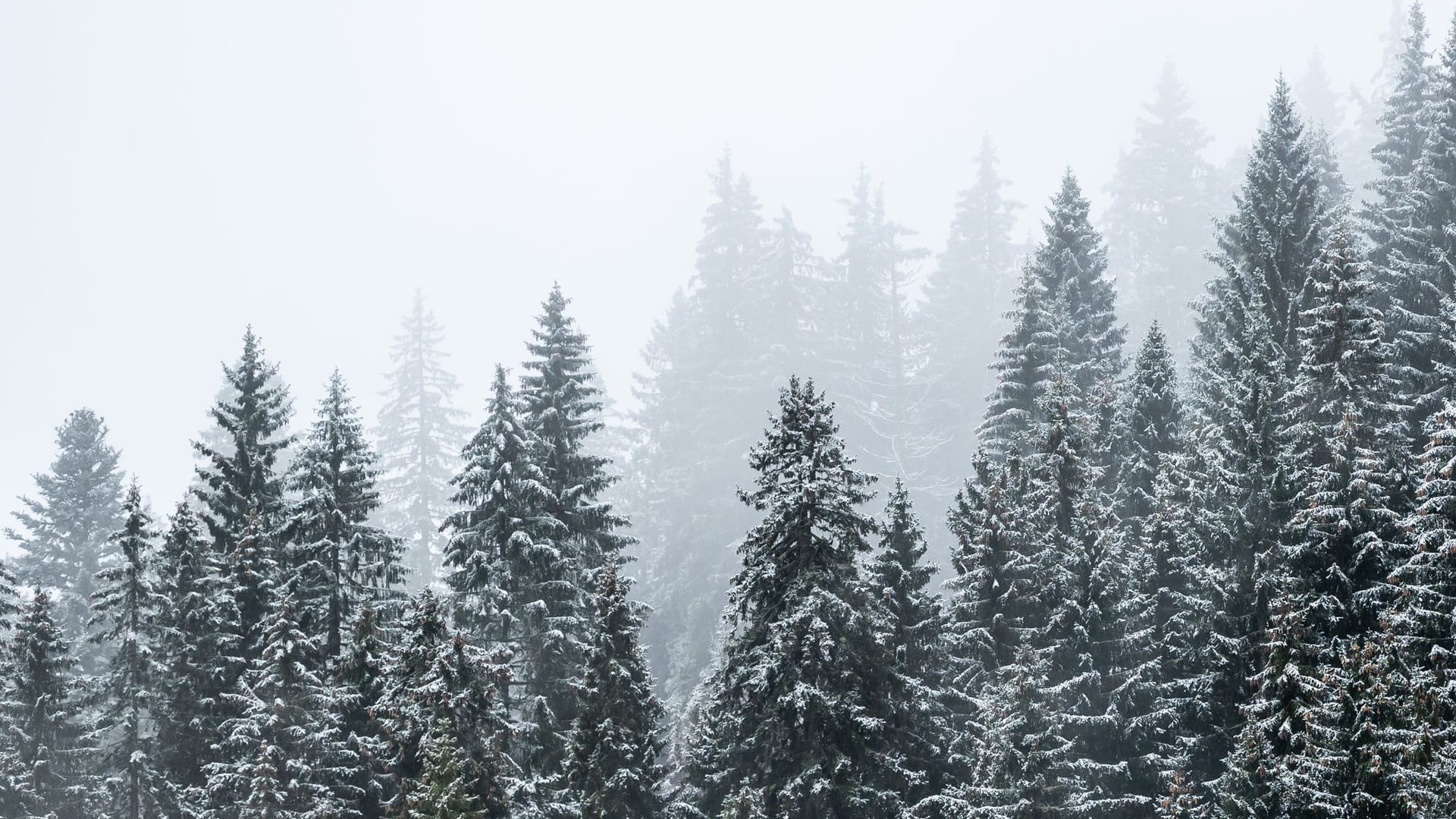 Etwas Schnee auf dem Feldberg – der Winter hat schon einmal Hallo gesagt.