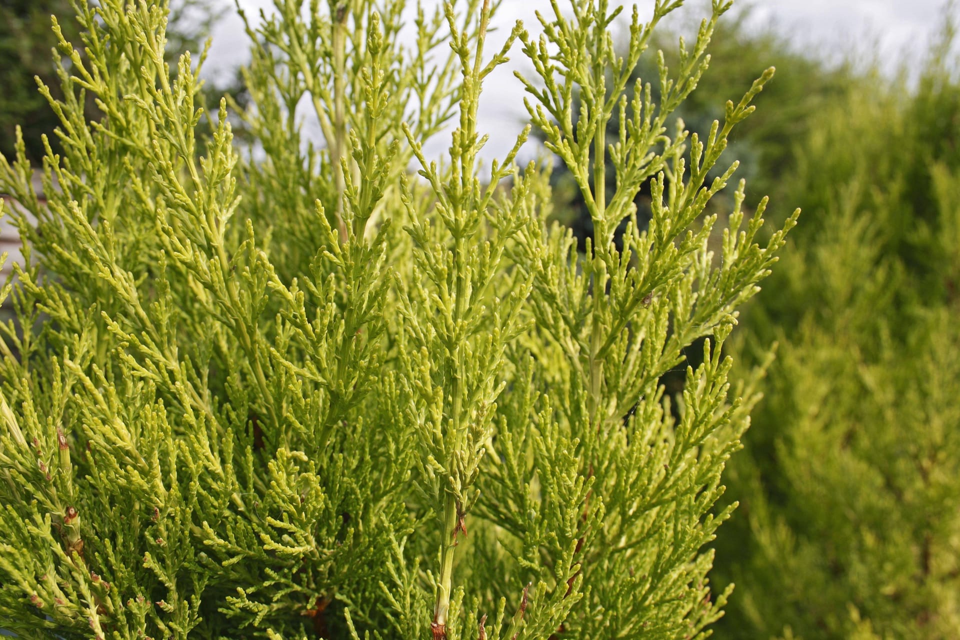 Immergrüne Zypressen werden oft als Hecke gesetzt.