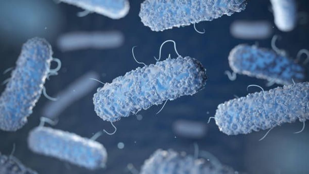 Klebsiella: Neue multiresistente Keime breiten sich in Europa aus