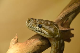 Ein Zentralaustralischer Python (Symbolbild): Eine solche Schlange biss kürzlich den Freund einer Pornodarstellerin in den Penis.