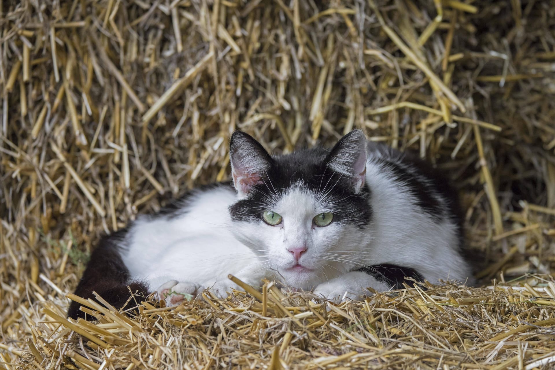 Streunende Katze (Symbolfoto): In Düsseldorf ist Lisi nun endlich angekommen.