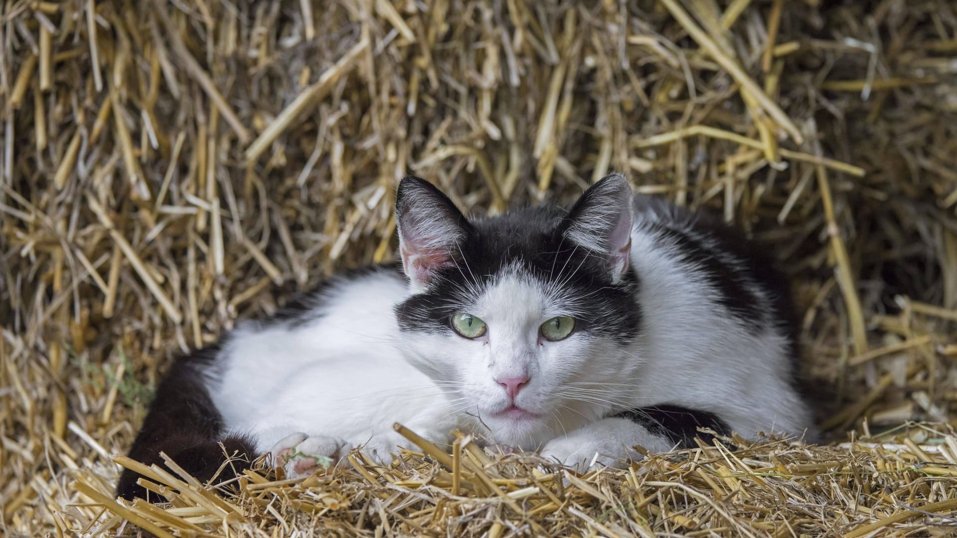 Streunende Katze (Symbolfoto): In Düsseldorf ist Lisi nun endlich angekommen.