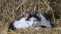 Katze läuft 1.000 Km für Besitzerin aus Frankreich: 6 Monate auf Reisen