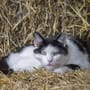 Katze läuft 1.000 Km für Besitzerin aus Frankreich: 6 Monate auf Reisen