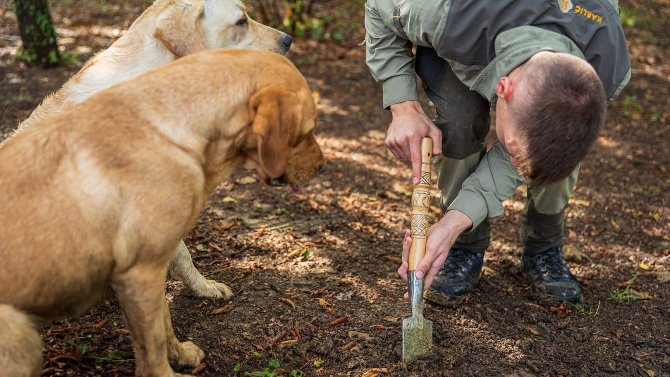 Trüffelsuche mithilfe von Hunden (Archivbild): Immer wieder werden die Trüffelspürhunde getötet.