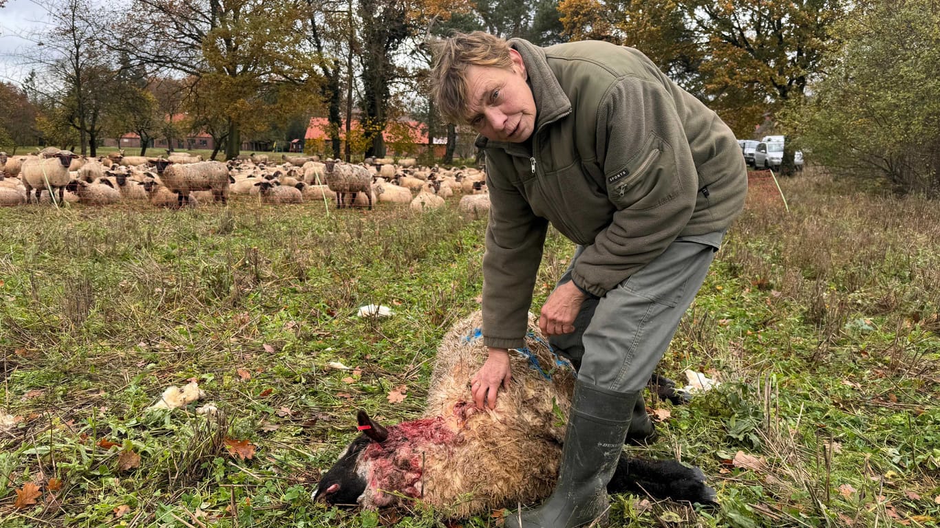 Die Schäferin Waltraud Domeyer hat mehrere tote Tiere zu beklagen.