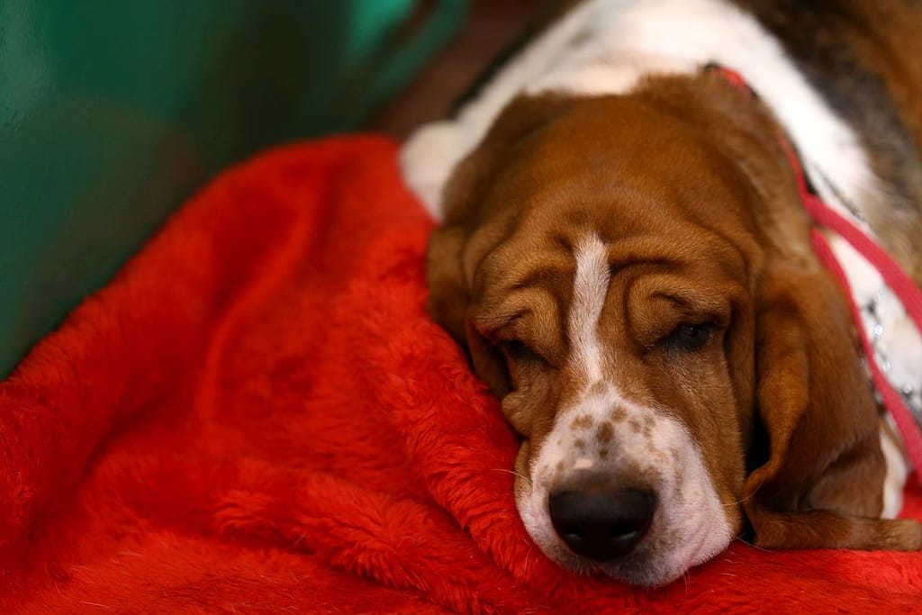 Ein Basset Hound schmiegt sich eine seine Decke.