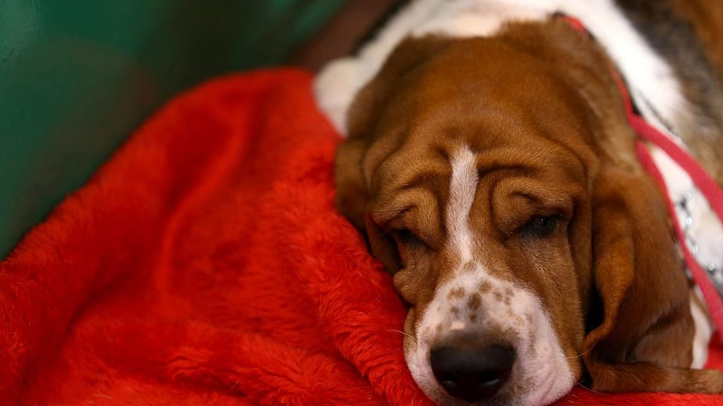 Ein Basset Hound schmiegt sich eine seine Decke.