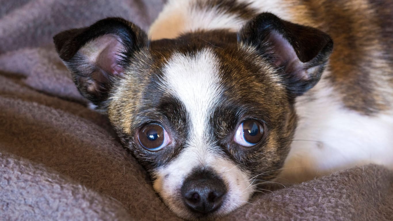 Ein kleiner Chihuahua (Symbolfoto) ist in Stuttgart nach einer brutalen Attacke gestohlen worden.