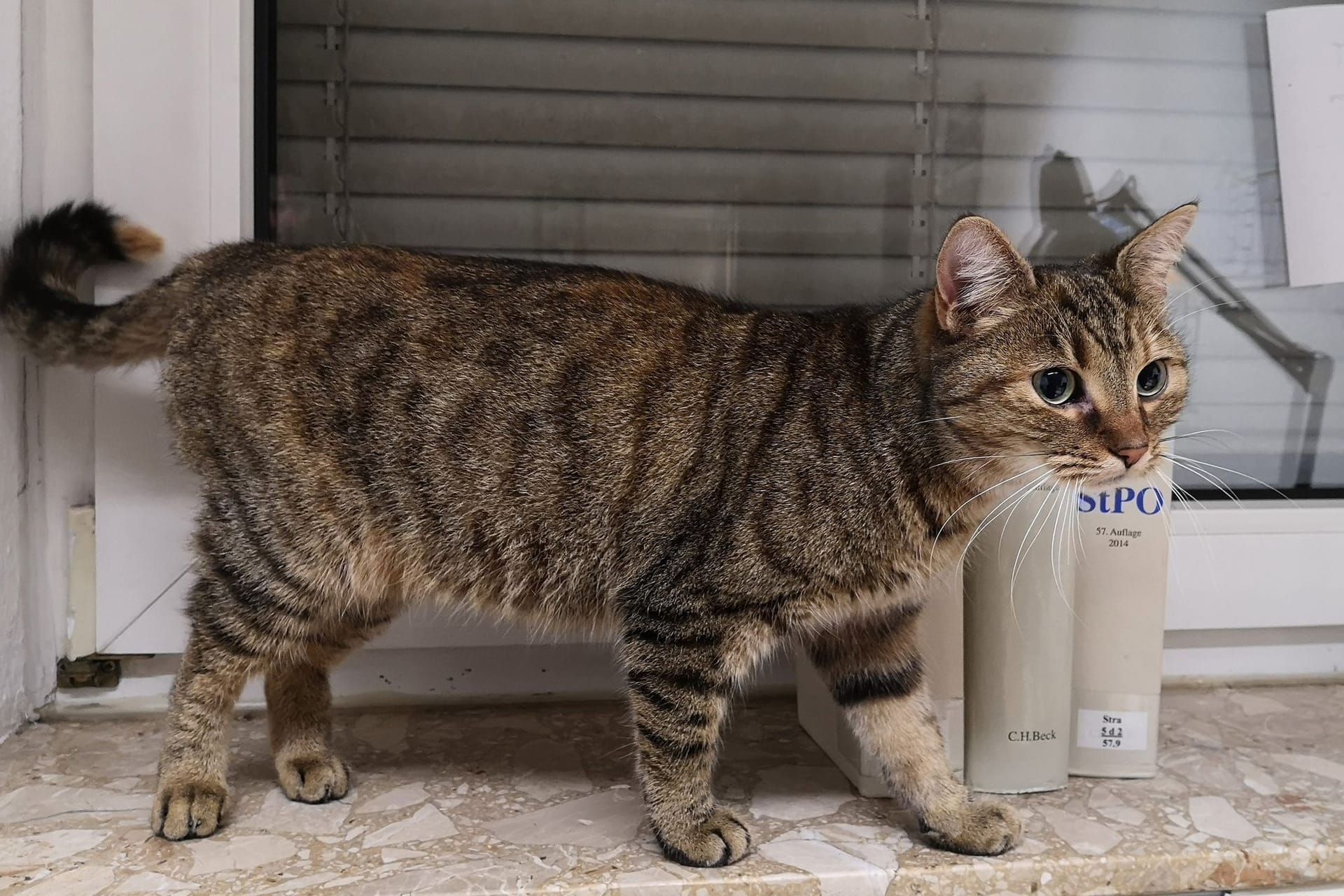 Katze Lucky auf einer Fensterbank der Polizeiwache Garbsen: Die Katze war ein Jahr lang verschwunden.